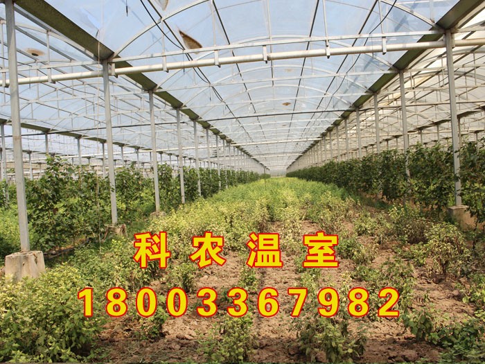 山东建设智能温室大棚就得选科农农业 山东智能温室图1