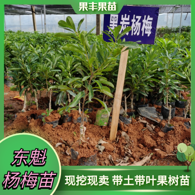 出售东魁杨梅苗 果大晚熟 致富奔小康效益农业 果丰果苗图2