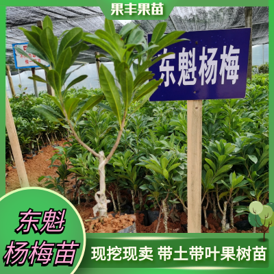 出售东魁杨梅苗 果大晚熟 致富奔小康效益农业 果丰果苗图1