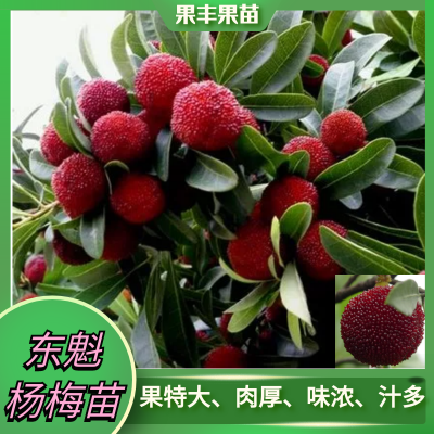 出售东魁杨梅苗 果大晚熟 致富奔小康效益农业 果丰果苗图3