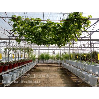 供应供应***蔬菜水培技术加盟推广东莞市兰天兴农农业科技有限公司图2