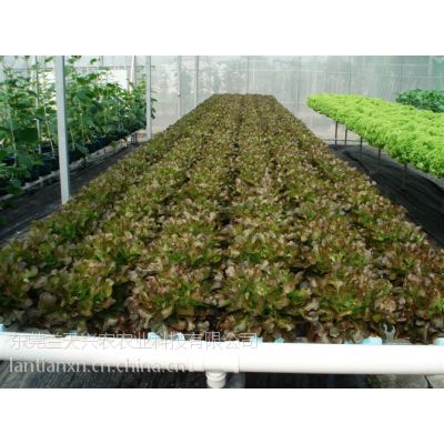 供应供应***蔬菜水培技术加盟推广东莞市兰天兴农农业科技有限公司图1