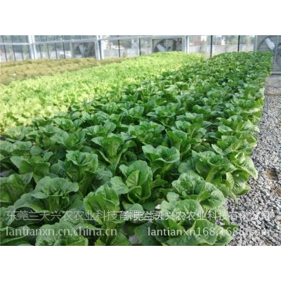 供应供应***蔬菜水培技术加盟推广东莞市兰天兴农农业科技有限公司图3