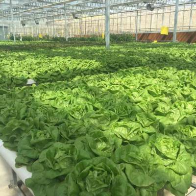 日光温室大棚-温室大棚-黑土农业图1