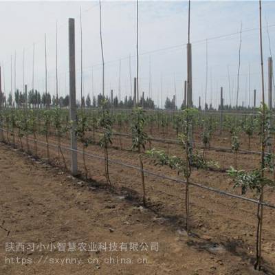 人工智能+智慧农业+新品种苹果产业化***基地图1