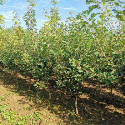 帅阳农业 种植配送基地 8公分黄栌 黄栌 大型批发基地