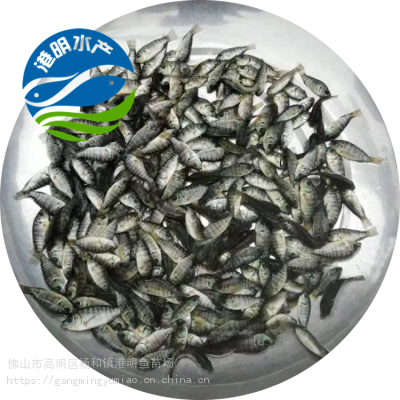 农业水产推荐金凤鱼苗_网箱养殖高产量罗非鱼苗_北流市金凤鱼苗批发供应图3