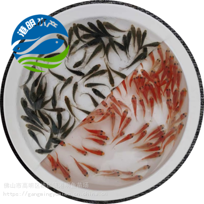 农业水产推荐金凤鱼苗_网箱养殖高产量罗非鱼苗_北流市金凤鱼苗批发供应图1