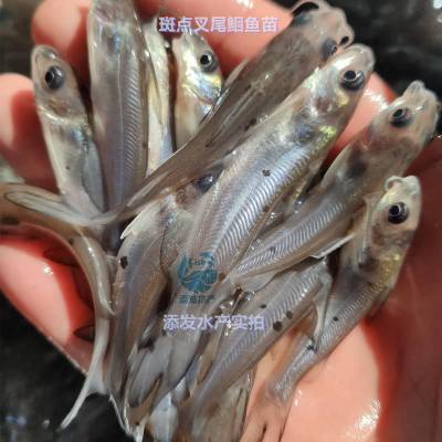 淡水水域农业鮰鱼叉尾鱼苗_添发自然产卵叉尾鱼苗_池塘叉尾鱼苗供应商图1