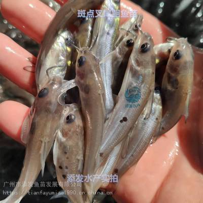 淡水水域农业鮰鱼叉尾鱼苗_添发自然产卵叉尾鱼苗_池塘叉尾鱼苗供应商图2