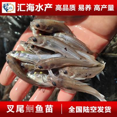 淡水水域农业鮰鱼叉尾鱼苗_汇海水产自然产卵叉尾鱼苗_池塘叉尾鱼苗供应商