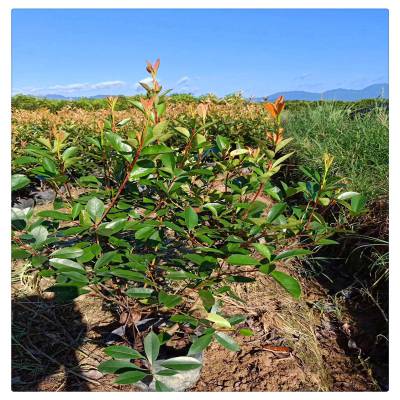 泰安出售红叶石楠树苗 营养杯红叶石楠苗 植株健壮 城市绿化工程苗