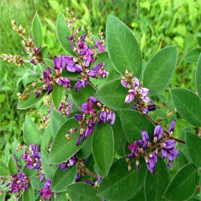 大量供应各种规格 胡枝子 胡枝子工程苗 根系发达好成活 城市绿化街边绿篱 护坡绿化灌木 欢迎来电图2