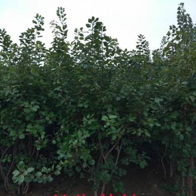 帅阳农业 供应一级品质 5公分黄栌 黄栌 ***图1