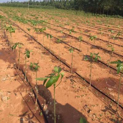 农业自动喷淋浇灌设备 智能时控设置方便节能 FTD图2