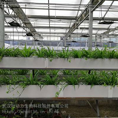 武汉叶动力 人工光植物工厂 太阳光型植物工厂 小型植物工厂 项目工程施工建设 观光展览 实施规划