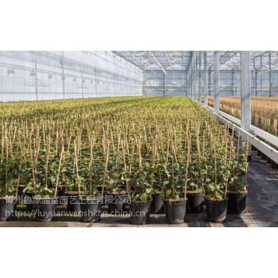 湖北省生态农业旅游区玻璃温室大棚工程项目建设***基地在山东青州图1