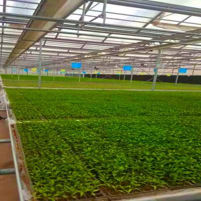 大棚种植自动喷淋浇灌设备 FTD智能农业灌溉系统图3