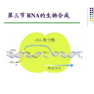 无锡工业核酸合成途径 欢迎咨询 苏州英赛斯智能科技供应