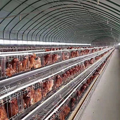 智能养殖大棚 全新钢架养鸡大棚 养鸡棚厂家 农业建设 使用寿命长