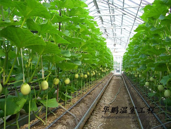 冬暖式大棚观光温室 农业大棚蔬菜大棚温室大棚 拱棚蔬菜大棚建设建造  连栋温室大棚 智能温室温室骨架制造 淄博图3