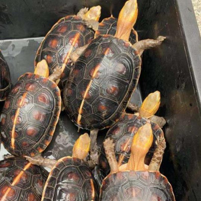 养殖供应 安缘龟 安缘亚成体 5-6两安缘碌仔  亚成龟 种龟供应 支持现场看苗