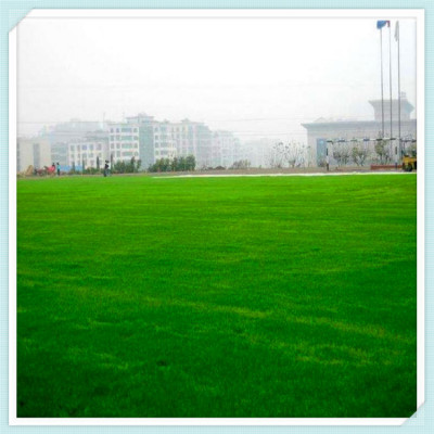 学校操场人工草皮 足球场的人造草坪 人工足球草坪