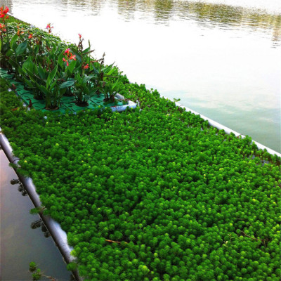 人工浮岛施工定制  池塘水体环境改造 污臭水治理绿化 耐磨损牢固